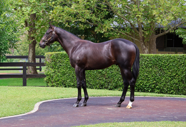 $280,000 Tassort colt from Barchetta.
