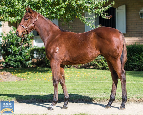 Lot 210, Tassort colt from Dhahab, a daughter of Shamekha, click to see his page.