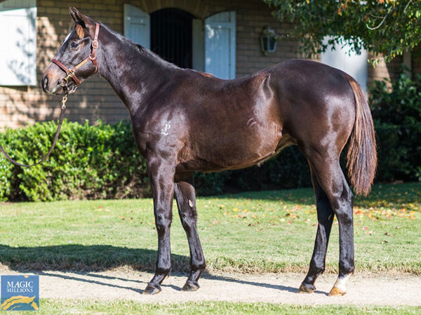 Lot 181, Tassort colt from Buroog, click to see his page.