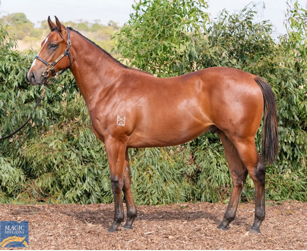 Lot 104 - the half-brother by Tassort to Wollombi.