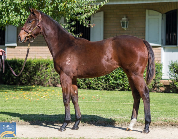 Lot 33, Tassort filly from Sawaary, click to see her page.