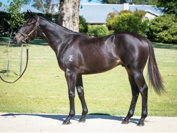 $500,000 Tassort colt from Shumookh