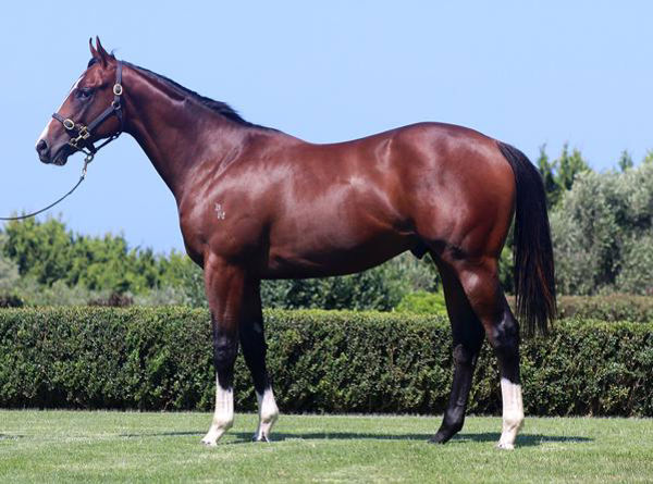 Taunting a $230,000 Inglis Premier yearling