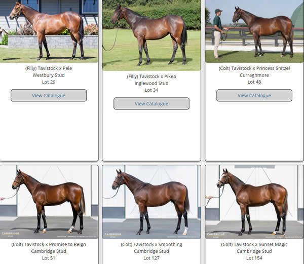 Click to see all the Tavistock yearlings with images uploaded for Karaka.