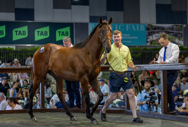 $1.9million Too Darn Hot (GB) colt from  A Time for Julia - image Magic Millions  