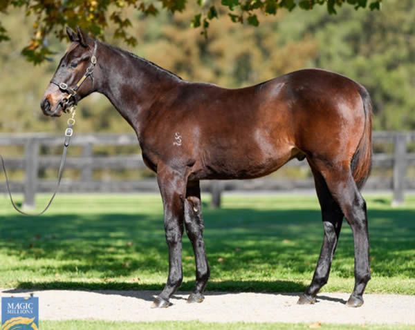 The one that got away f rom Segenhoe, $100,000 Too Darn Hot (GB) colt from Duvessa as a weanling.