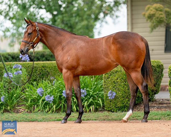 Enbihaar fetched $1million at Magic Millions to be the highest priced first crop yearling in Australia for Too Darn Hot