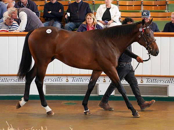 725,000 Guinea Dubawi Filly Tops Tattersalls October Book 2 Day 1 ...