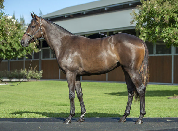 Te Encuentro was a $600,000 Inglis Easter purchase from Arrowfield Stud.