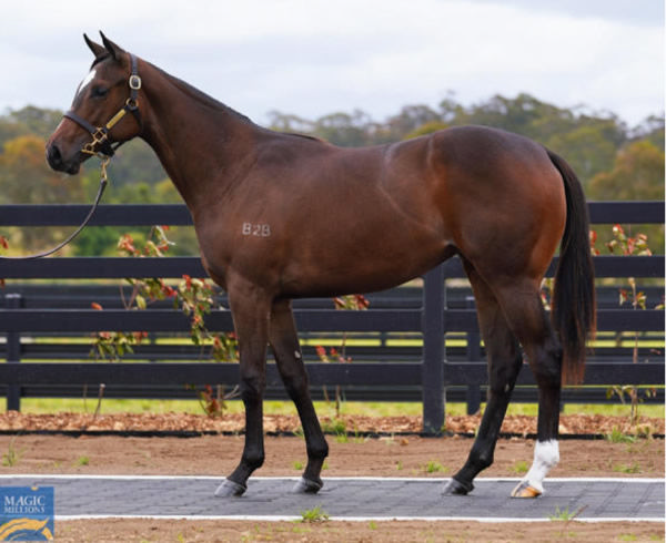 Tehina was a $230,000 Magic Millions purchase from B2B Thoroughbreds.