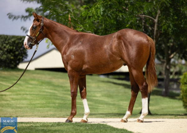 Tempestuous was a $375,000 Magic Millions purchase.