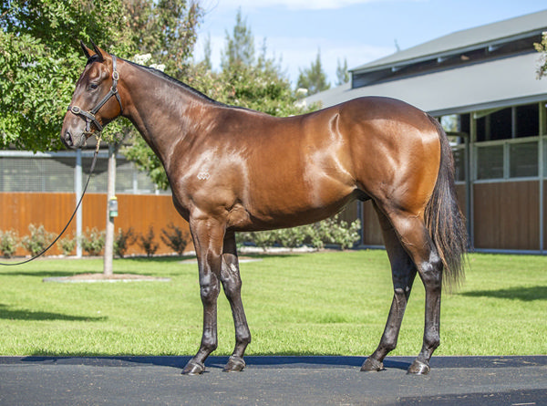 Tenenbaum was a $750,000 Inglis easter purchase.