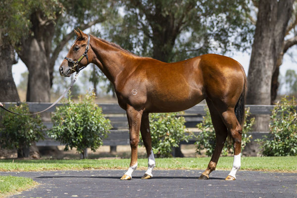 Tennessee Bound was a $150,000 Inglis Premier purchase.