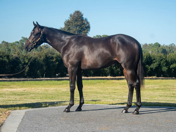 That's Gold was a $57,500 Inglis Premier purchase.