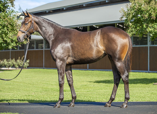 The Same Team Behind Vivid Sun Purchased Her Full Sister The Following Year For $300,000