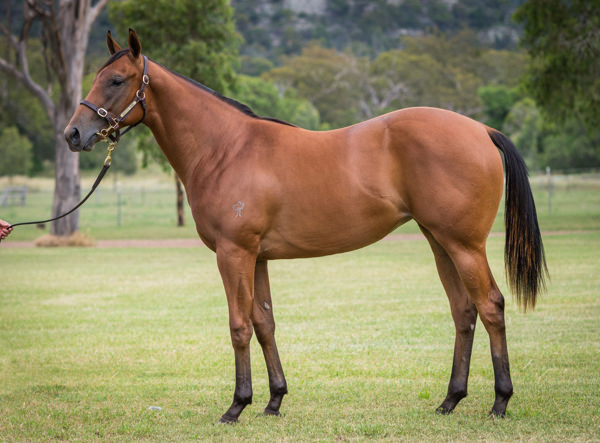 The Black Cloud Was A $100,000 Inglis Classic Yearling Purchase For Proven Thoroughbreds and Joe Pride Racing