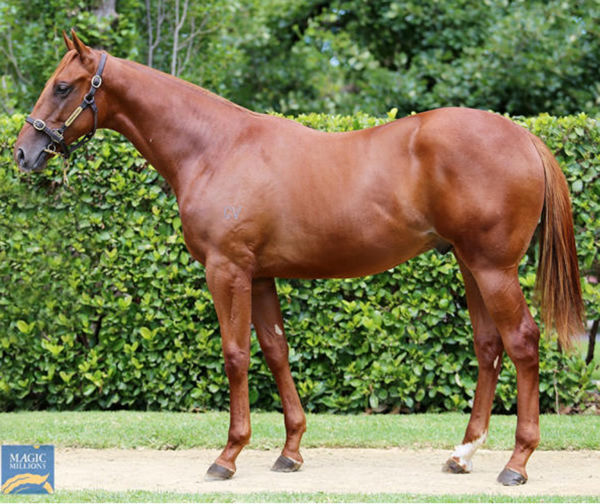The Deputy was a $260,000 Magic Millions purchase, highest priced Nicconi sold in 2021.