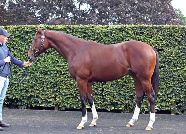 The Foxes mare 440,000 guineas at Tattersalls October Book 1.