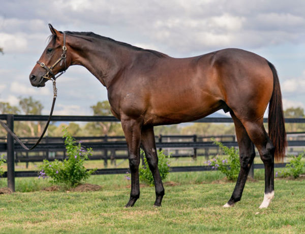 The Genius was a $370,000 Inglis Easter purchase.