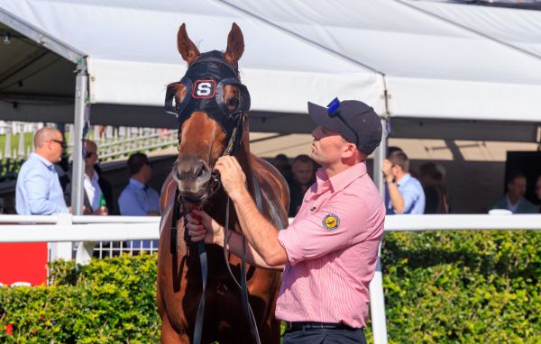 The Machine Gun is a stakes-winner at his second start - image Grant Courtney