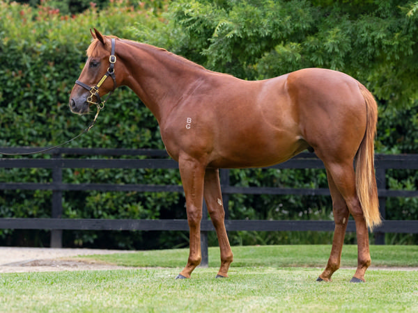 The Machine Gun was a $300,000 Magic Millions purchase.