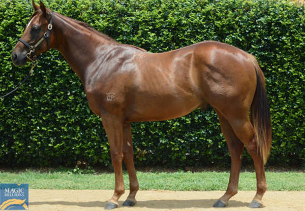 The Novelist was a $110,000 Magic Millions purchase, bred and sold by Glenlogan Park.