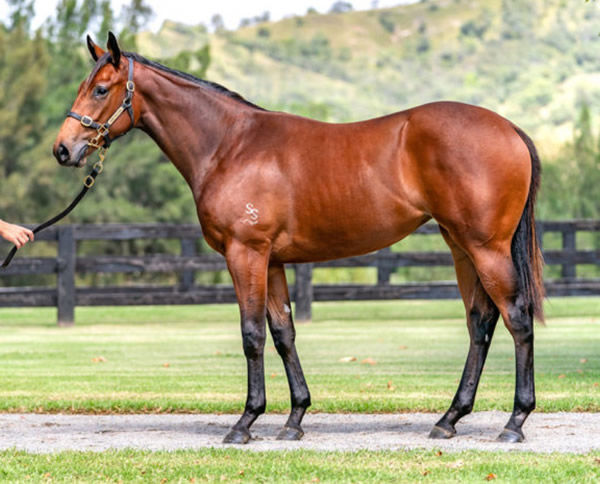 The Seven Seas looks like a great Inglis Easter investment filly!