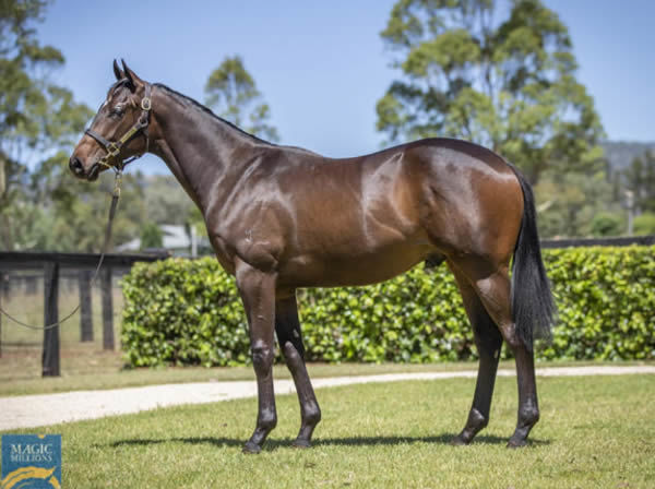 The Three Hundred was a $400,000 Magic Millions purchase from Yarraman Park.