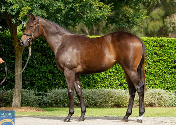 The Victress as a yearling