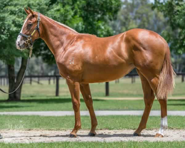 The Actuary was a $450,000 Magic Millions Yearling