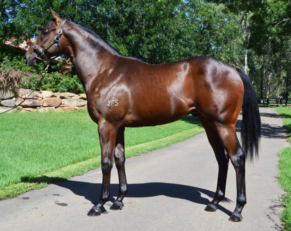 The Art Of Flying was an $80,000 Inglis Premier Yearling