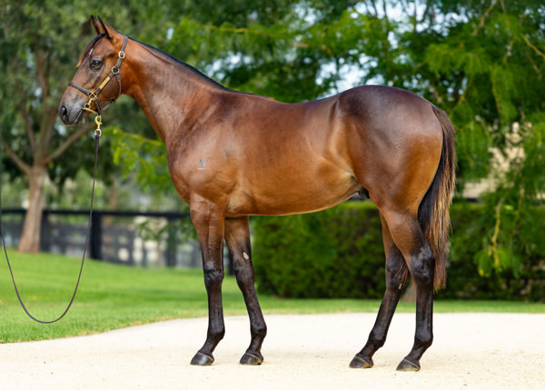 Threesome was a $50,000 Inglis Classic purchase.