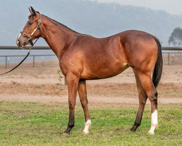 Tidal Impact a $40,000 Easter Yearling
