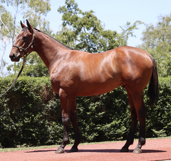 Half-brother by Tiger of Malay to Sir Carter selling on Sunday at MM.