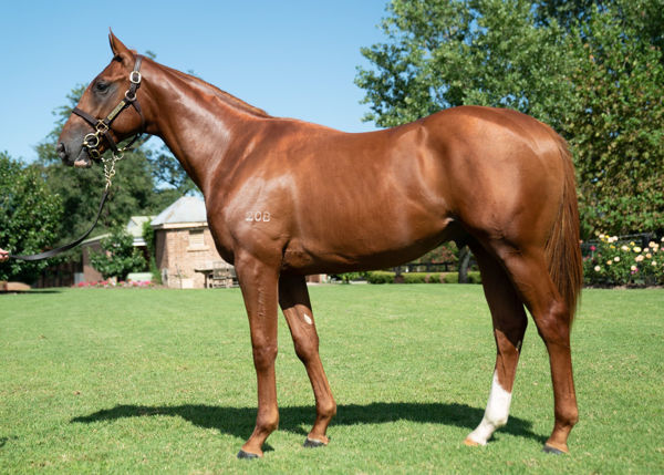 Tiger Of Melay a $2550,000 Easter yearling