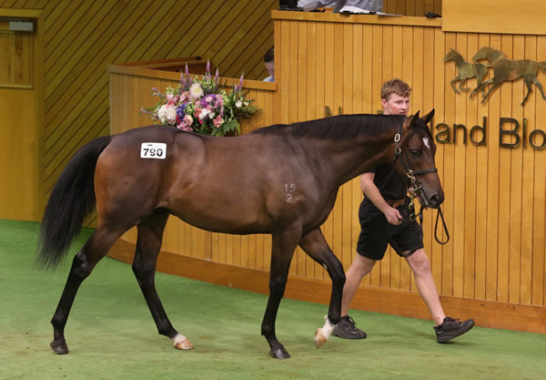 $220,000 Time Test (GB) colt from Kerre - image Trish Dunnell