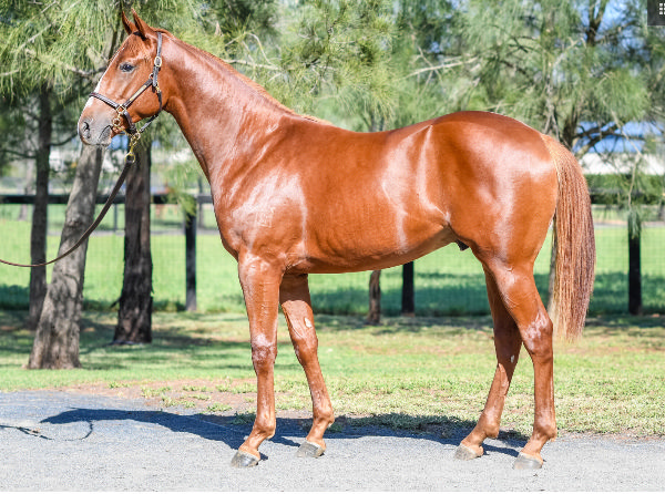 $120,000 Time to Reign colt from Sweet Bouquet.