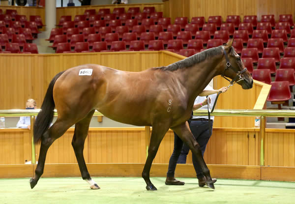 Lot 1063, the Tivaci filly, was purchased out of Beckam Equine’s Book 2 draft for $250,000. Photo: Trish Dunell  