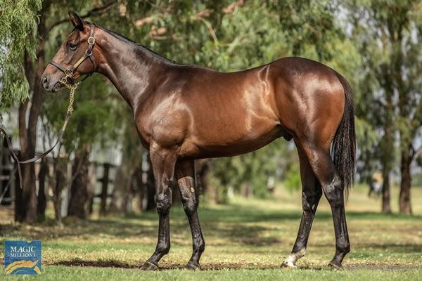 This Tivaci x Chorus colt is a half-brother too yesterday's winner Thrum. Lot 160 at MM Gold Coast in the Waikato Stud draft