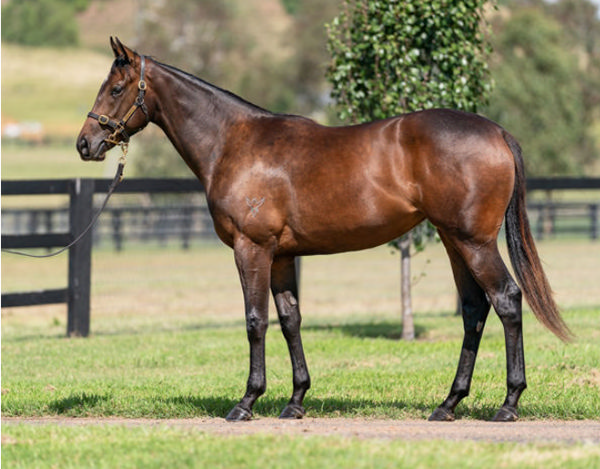 Tiz Invincible a $550,000 Inglis Easter yearling