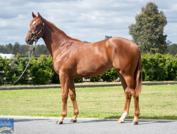 Tiz Worthy was a $38,000 Magic Millions Book 2 purchase.