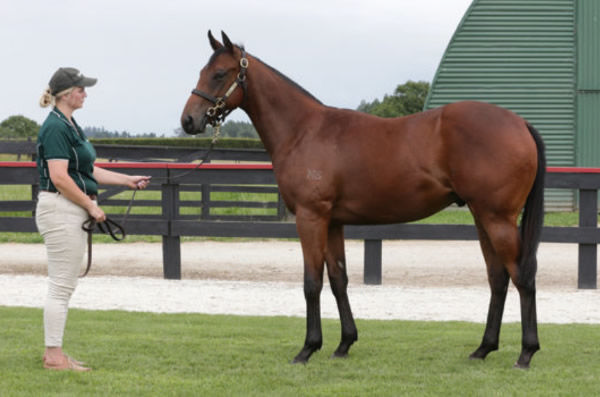 To Bravery Born was a $200,000 K1 purchase.