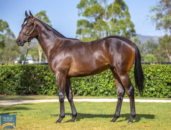 Tomba was bred and sold by Yarraman Park fetching $290,000 at Magic Millions.