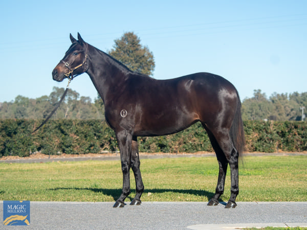 Too Darn Finesse was an $80,000 MM National Yearling purchase.