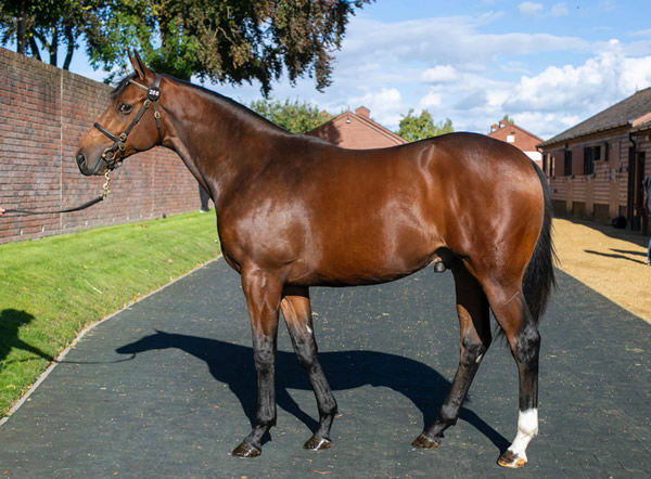 600,000 guinea Too Darn Hot colt from Fastnet Rock mare Turret Rocks  