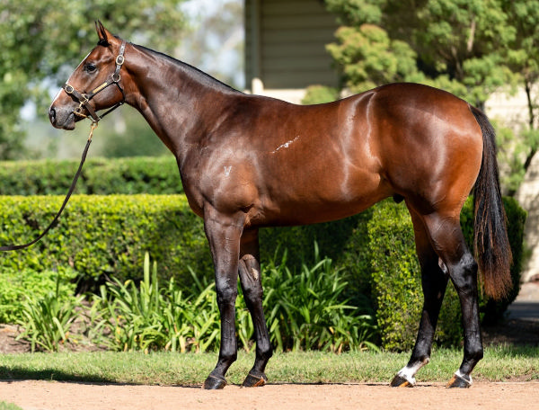 Top Calibre was the most expensive yearling by Written Tycoon sold in 2021, click to see his Inglis Digital page.