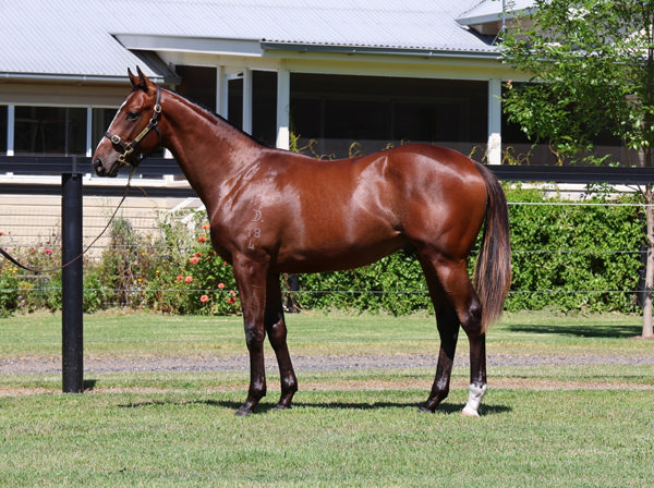 $210,000 Top Ranked (IRE) colt from Diddles.