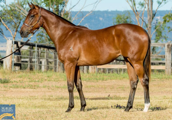 Toque was a $200,000 Magic Millions purchase.