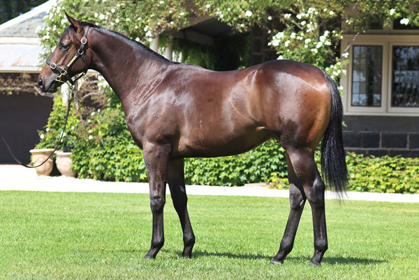 Tornado Valley Was A $300,000 Purchase From Rosemont Stud's Magic Millions Draft