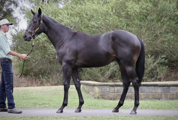 Toronado (IRE) colt from Attractive as a yearling.